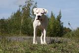 DOGUE ARGENTIN 019